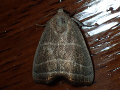 Bagisara rectifascia