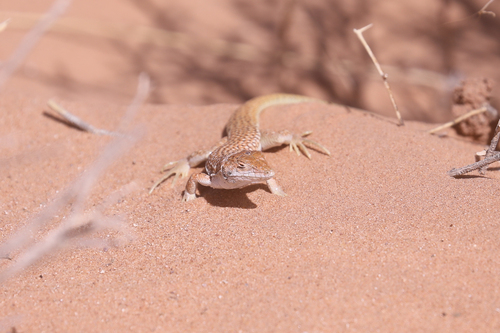 Duméril's Fringe-fingered Lizard, Acanthodactylus dumerilii