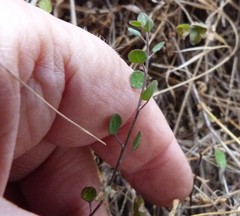 Chenopodium allanii