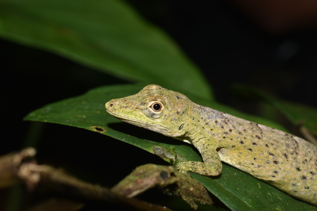 Ayala's Anole