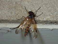 Rhagio