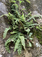 Asplenium trichomanes