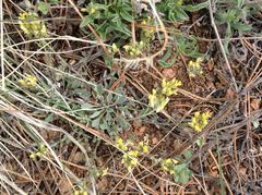 Physaria rectipes
