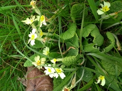 Primula vulgaris