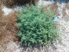 Suaeda aegyptiaca