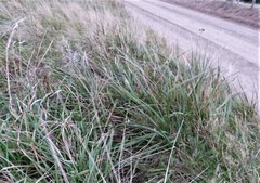 Anthoxanthum redolens