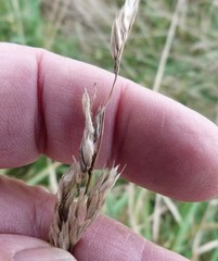 Anthoxanthum redolens