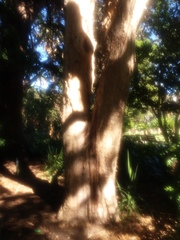 Melaleuca styphelioides
