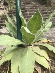 Verbascum
