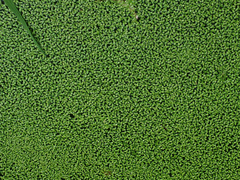 Lemna aequinoctialis