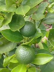 Citrus × latifolia