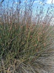 Thamnochortus spicigerus