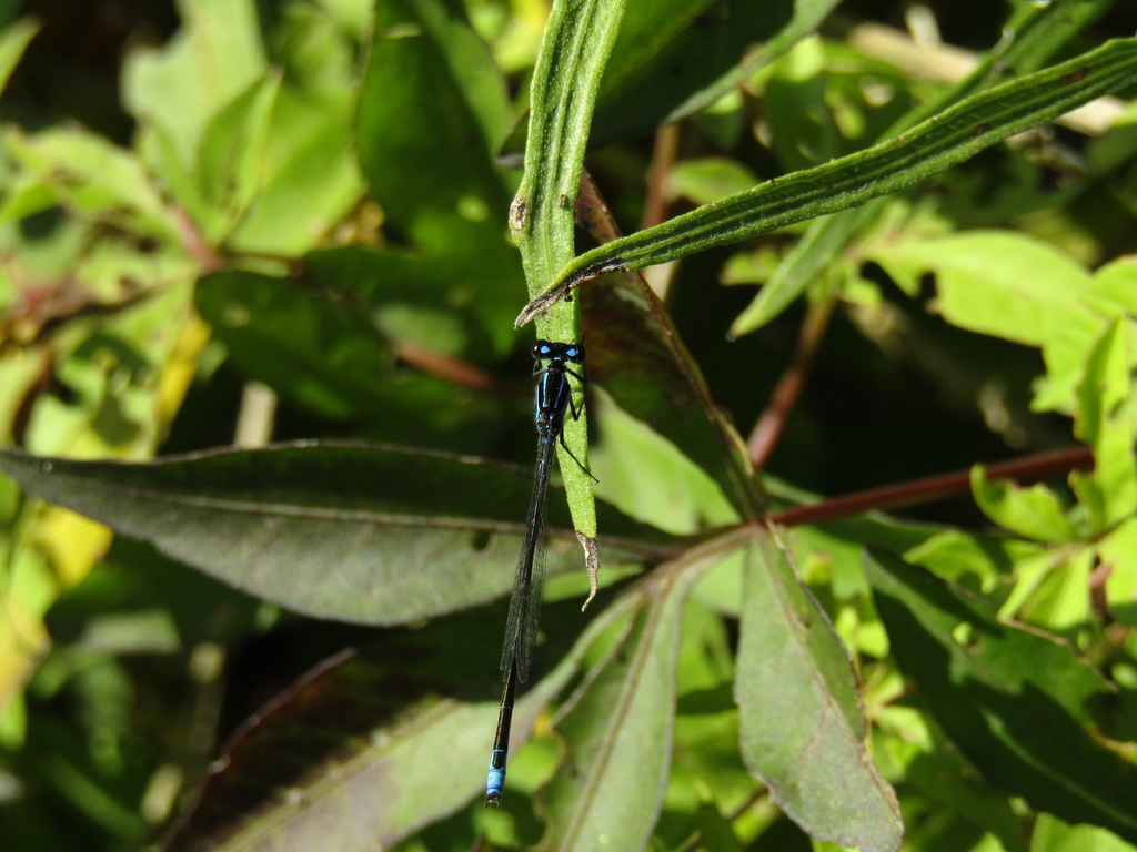 Homeoura chelifera