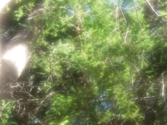 Melaleuca styphelioides