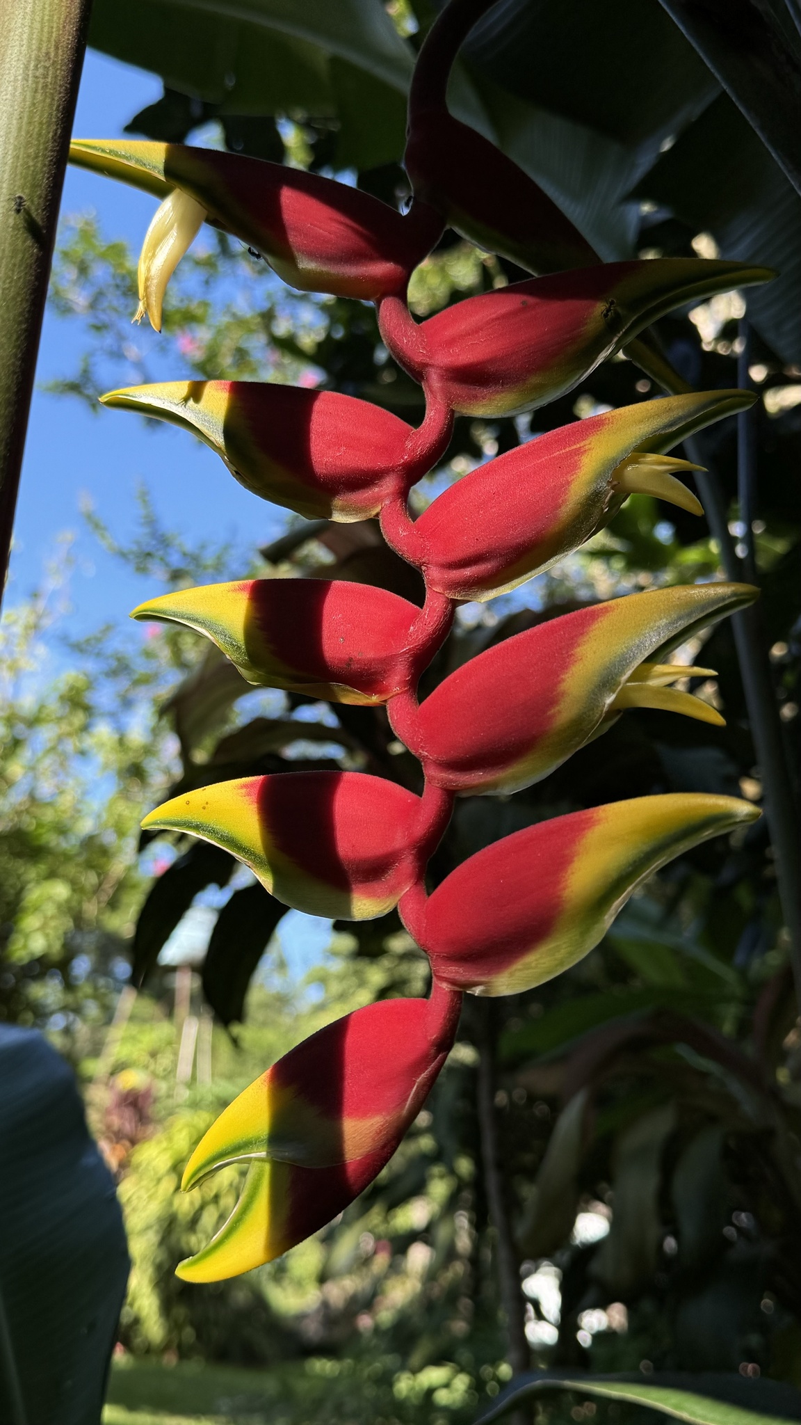 Heliconia rostrata