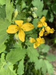 Chelidonium majus