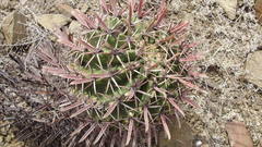 Ferocactus recurvus