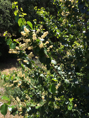 Prunus ilicifolia ilicifolia