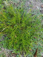 Polypremum procumbens