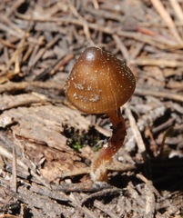 Mycena nivicola