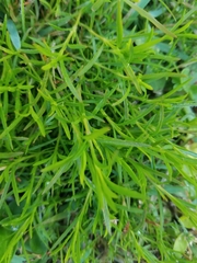 Polypremum procumbens