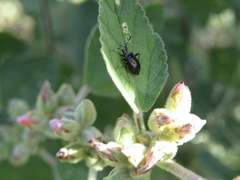 Horciasinus argentinus