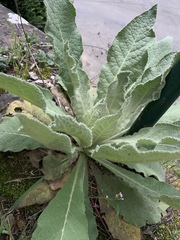 Verbascum