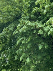 Aesculus hippocastanum