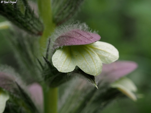 Acanthus syriacus