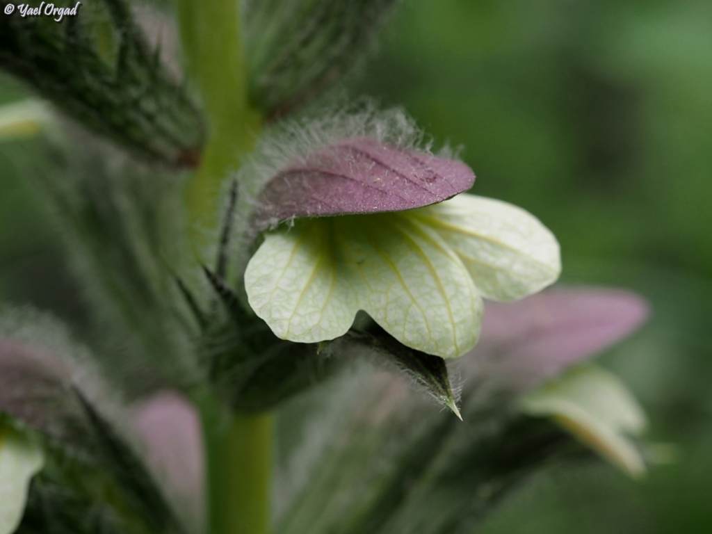 Acanthus syriacus