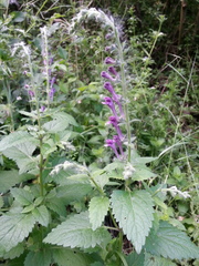 Scutellaria columnae