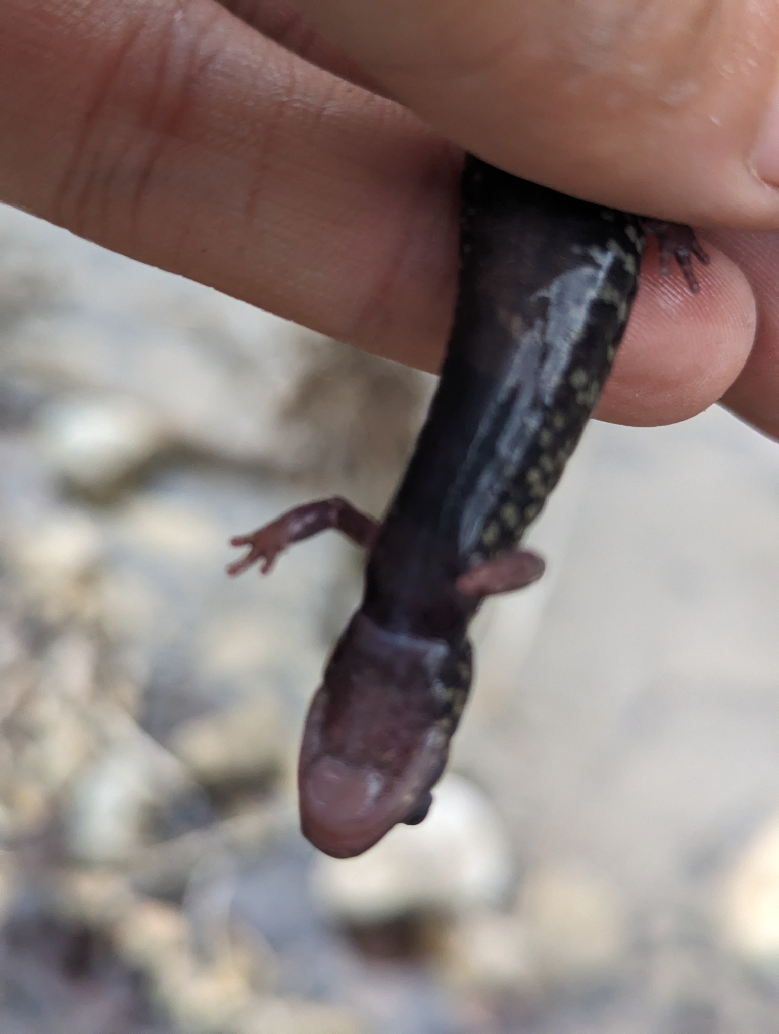 western slimy salamander