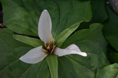 Trillium albidum