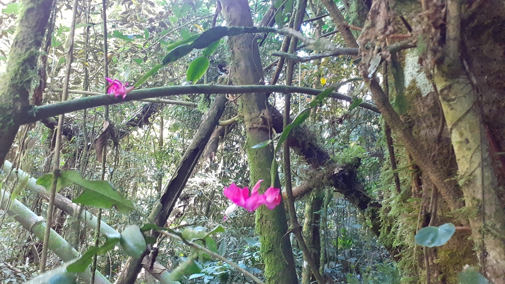 Foto de Flor-de-maio