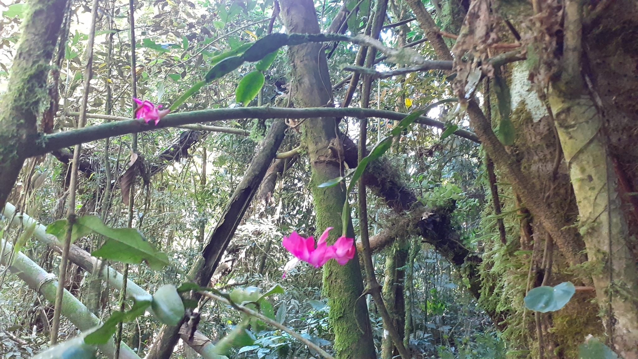 Imagem de Flor-de-maio