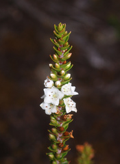 Epacris pauciflora