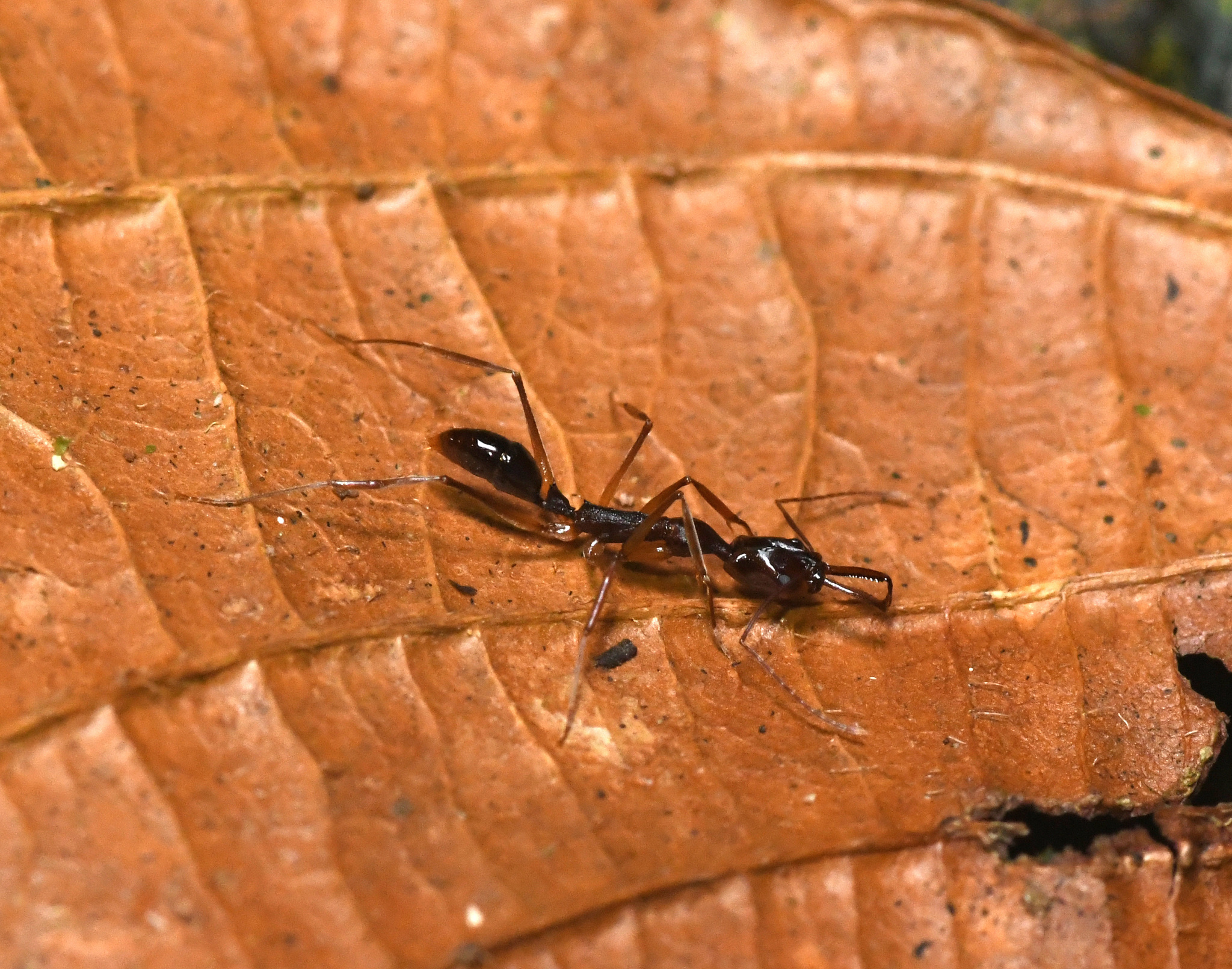 Anochetus striatulus