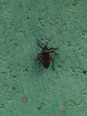 Largus rufipennis
