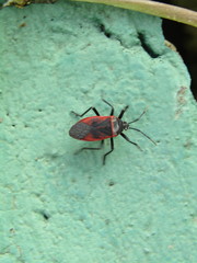 Largus rufipennis