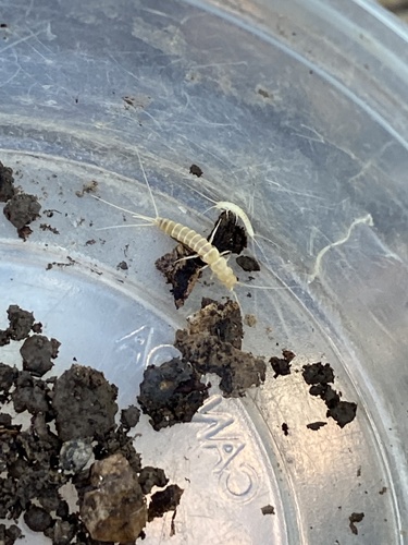 iNaturalist observation photo of Subterranean silverfish