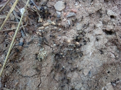 Camponotus rubrithorax