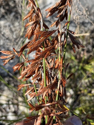 Red Thatchreed (Thamnochortus fraternus)