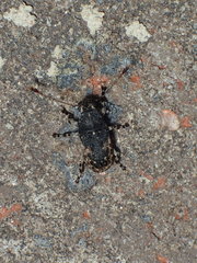 Piesocorynus lateralis