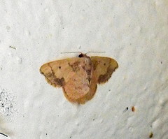 Idaea kendallaria