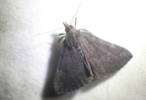 Sordid Snout photo 3