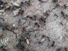 Camponotus rubrithorax