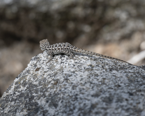 iNaturalist observation photo of Western Fence Lizard