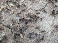 Camponotus rubrithorax