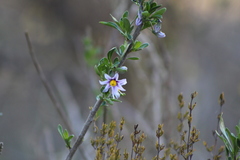 Solanum guineense