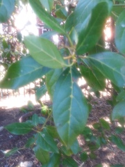 Magnoliopsida